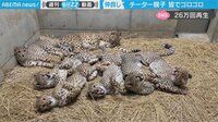 【映像】川の字でゴロゴロするチーター