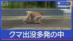 クマ出没各地で多発…サルも“市内で目撃40件”
