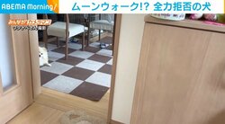 「どこに…笑」正面を見ながらズリズリ～  “ムーンウォーク”で散歩拒否をする犬の奇妙な後ずさりに飼い主爆笑