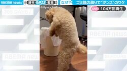 トイプードルが“謎ダンス”する珍光景 ゴミ箱の周りで「思いのほか踊ってた！！」意外な理由が判明