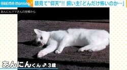 くつろぐ猫を見つめていると…飛び起きて警戒態勢に!? 度肝抜かれたような姿に飼い主「わたしの姿がどんだけ怖いのか」