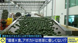 アボカドが自然破壊の遠因に?「人気が高まることで、むしろ環境負荷が減らせる可能性もある」
