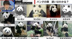 パンダの顔に違いはある？ファンは「全然違う」とブチギレ 識者は「家族の顔を間違えることはあり得ない」