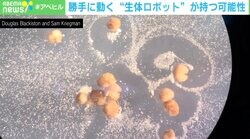 複製して子孫残す！ カエルの細胞から生まれた “生体ロボット” 