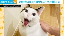 「あくびして」とお願いすると応えてくれる キュートな“あくび顔”の猫に飼い主もたまらず「可愛い」