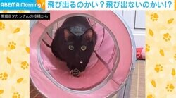 飛び出す？飛び出さない？どっちなんだい!? 猫の“焦ったい行為”に飼い主ツッコミ「早くしてくれ」