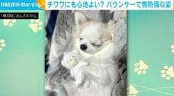 バウンサーで寝ているチワワがSNSで話題！「とろけてますやん！」「おててがかわいすぎ」