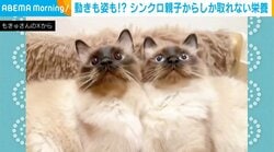 頬を寄せ合う親子猫 猫じゃらしを目で追う“絶妙シンクロ”に反響