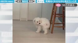 「どこ行くの〜」尻尾をくわえながら消えていく犬に「おい、おまえ…！ちょっとこっちこいや！w」「かわいい！」と反響