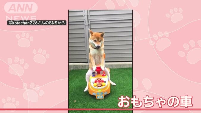 おもちゃの車に乗る犬