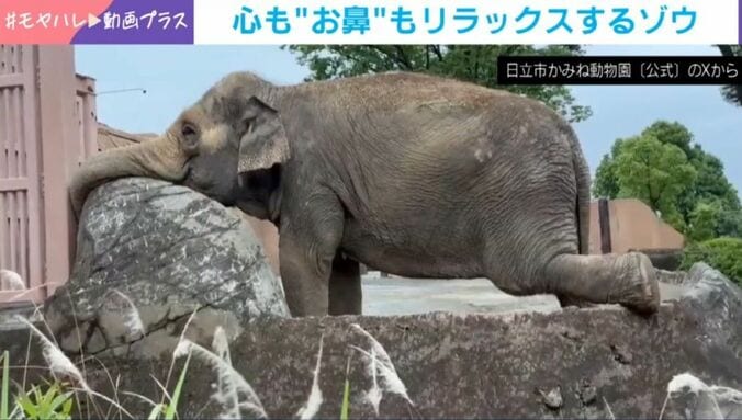 アジアゾウのスズコちゃん