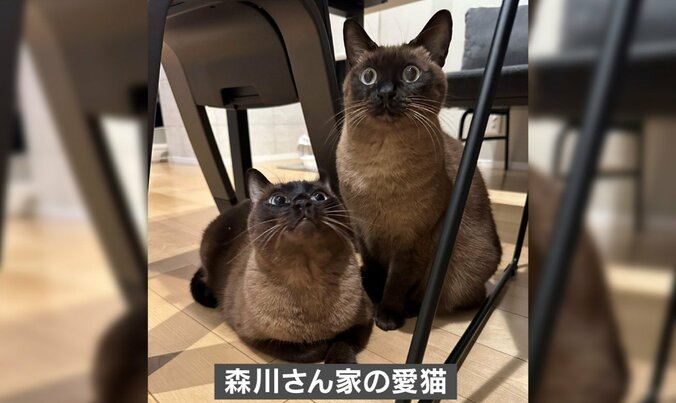 監視する柴犬の姿