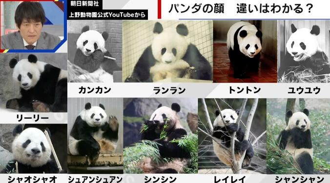 【写真・画像】パンダの顔に違いはある？ファンは「全然違う」とブチギレ 識者は「家族の顔を間違えることはあり得ない」　1枚目