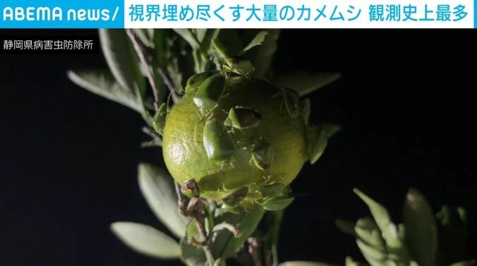 ミカンとカメムシ