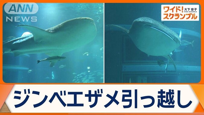 世界最大魚類ジンベエザメ一般公開　高知から大阪・海遊館へ　新たに「海」を受け継ぎ 1枚目