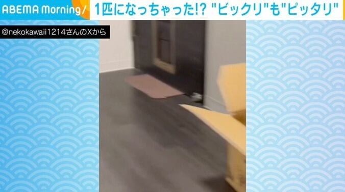 猫のチャイくん（1歳半）とラテちゃん（1歳半）