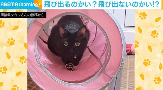 飛び出す？飛び出さない？どっちなんだい!? 猫の“焦ったい行為”に飼い主ツッコミ「早くしてくれ」 1枚目