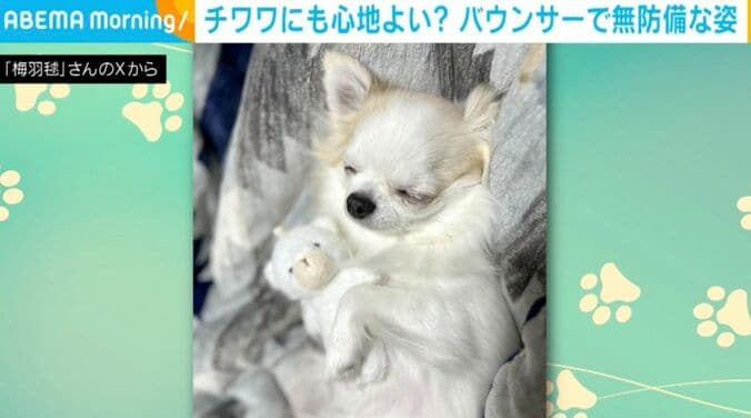 チワワの小羽ちゃん