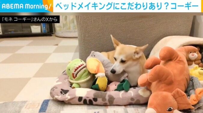 コーギーのモネちゃん