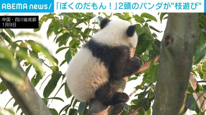 赤ちゃんパンダの後ろ姿