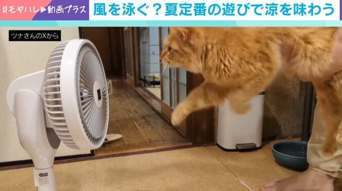 “空中ねこかき”