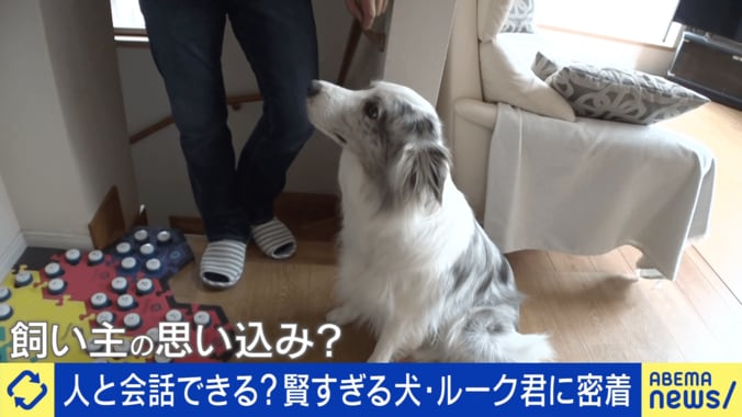 【映像】天才犬・ルークくんが“眠くなると押す”ボタン（実際の様子）