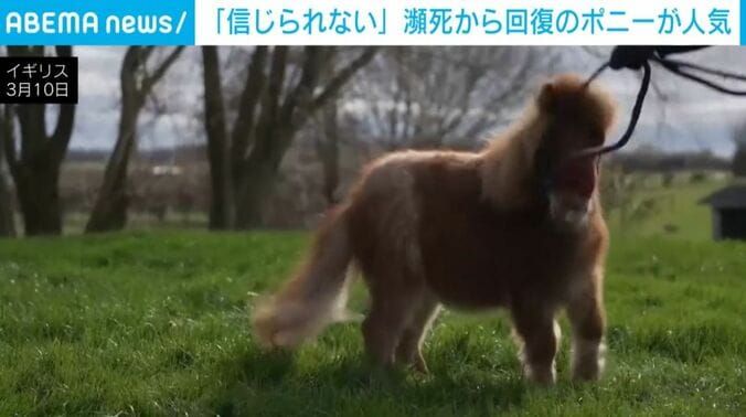 ポニーの「ピクル」