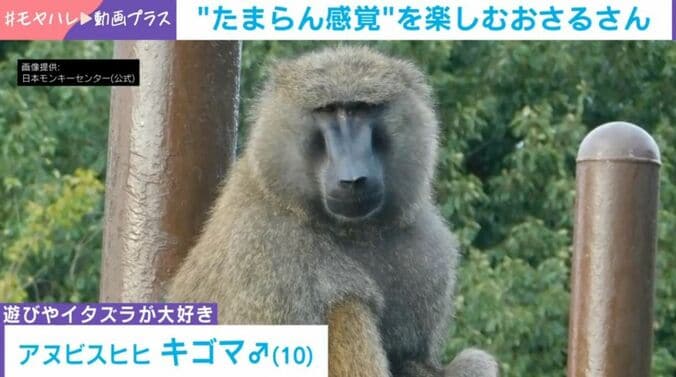 アヌビスヒヒ・キゴマくん