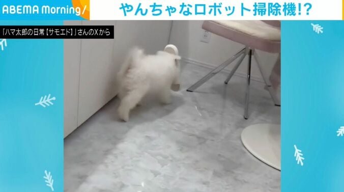 サモエドのハマ太郎