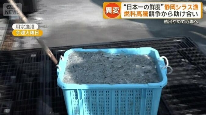 この日に取れたシラス