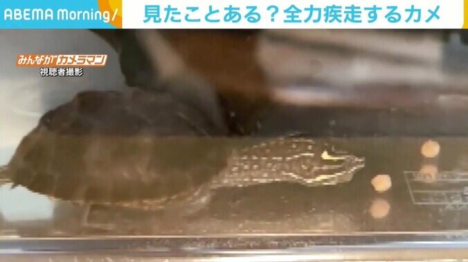 あと少しが届かない…！ エサに全力疾走するカメ、間抜けさと賢さの両面に飼い主感心 1枚目