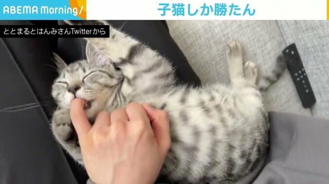 飼い主の指を求める子猫に悶絶する人が続出 「尊い」「浄化される…」 1枚目