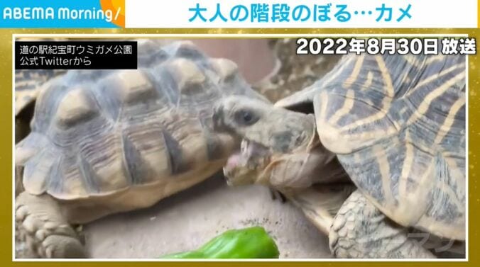 リクガメ