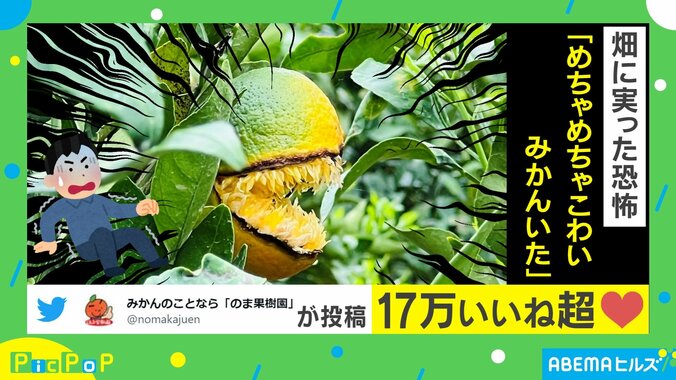 まさかの怪物化？ 畑にいた“めちゃこわ”なみかんが話題 担当者「流通は年明けから」 1枚目