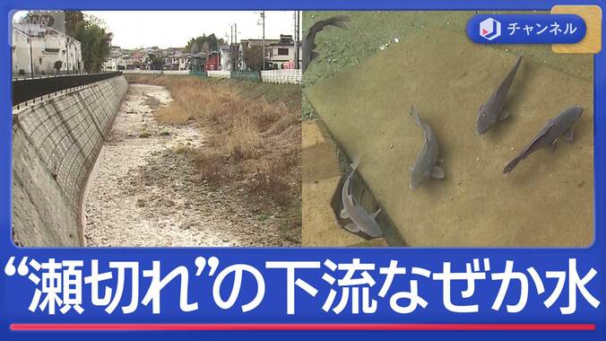 東海道五十三次にも描かれた川が“瀬切れ”　でも下流には水が…なぜ？ 1枚目