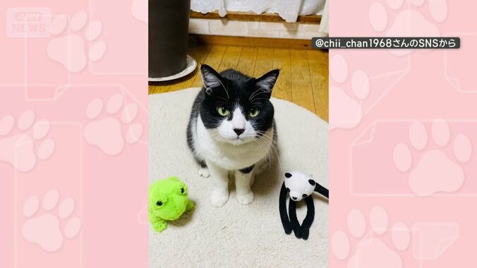 カエルとパンダのぬいぐるみが前に…