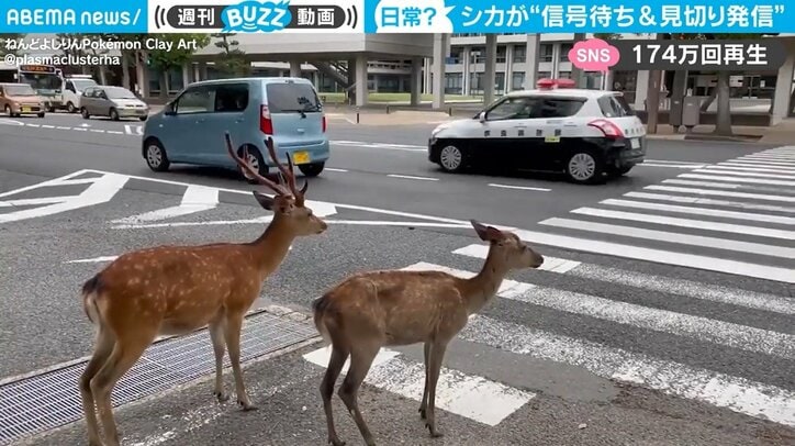 もう渡る シカ ない 信号待ちの鹿2頭 見切り発車で人間が大慌て 珍騒動を収めた一部始終 国内 Abema Times