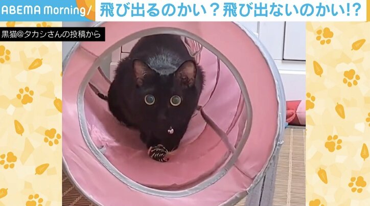 飛び出す？飛び出さない？どっちなんだい!? 猫の“焦ったい行為”に飼い主ツッコミ「早くしてくれ」