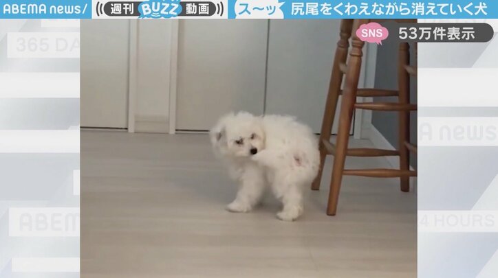 ビションフリーゼの「ムーンくん」