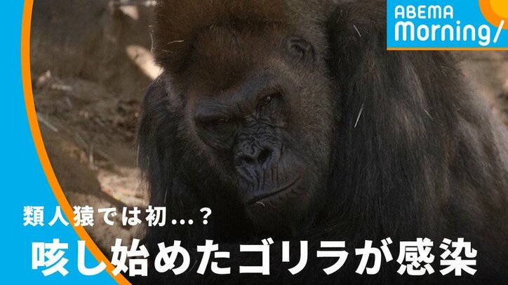 類人猿では初 アメリカの動物園でゴリラが新型コロナ感染 鼻づまりや咳の症状 国際 Abema Times