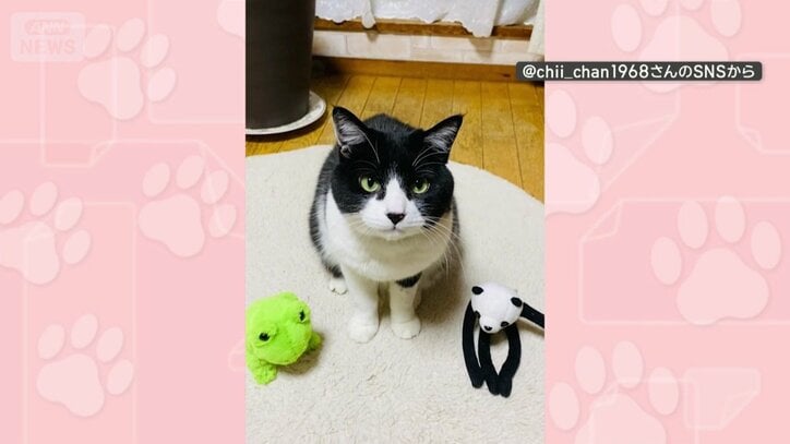 カエルとパンダのぬいぐるみが前に…