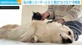 「浮気は許さない！」猫を“なでなで”したときのコーギーの反応に絶賛の嵐「起き上がるの可愛すぎ」「お詫びのコネコネw」