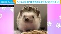 ハリネズミが「伸び～」 暗視カメラが捉えた“まさかのスタイル”に衝撃 「予想以上の長さ」「美脚！！」