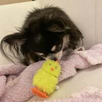 小柳ルミ子『ワクチン接種』