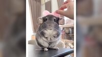 チンチラのリボンを乗せた姿に「たまらん」と癒やされる人続出