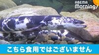 数万～10万匹に1匹？ “パンダウナギ”