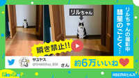 【映像】「話は聞かせてもらったニャ」“絶妙なタイミング”で現れる猫