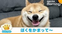 【映像】「ぼくにかまって〜」豆柴の”愛くるしいアピール”