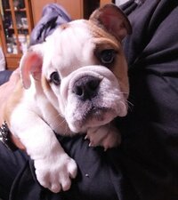 北斗晶『新しい家族が増えました(≧∀≦)』