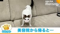 【映像】態度豹変 ギャップがありすぎる「お出迎え」をする猫